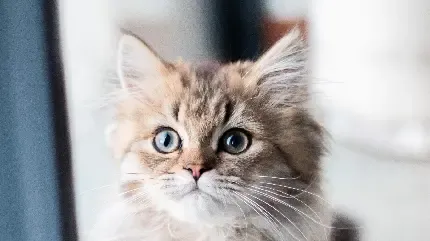  والپیپر فانتزی گربه های کیوت برای آیفون جدید