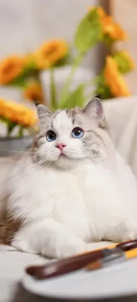  عکس گربه برای صفحه گوشی