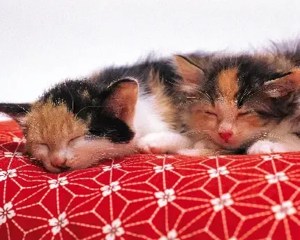  عکس گربه برای صفحه گوشی