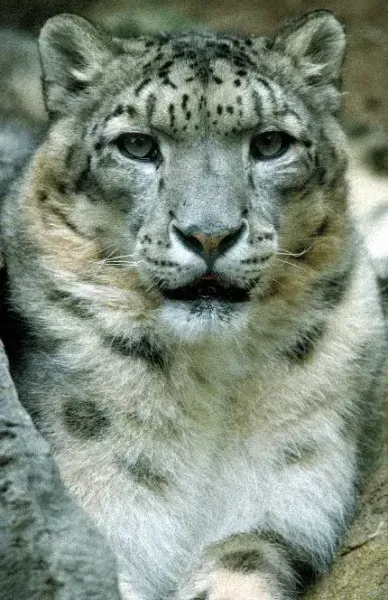  عکس گربه برای صفحه گوشی