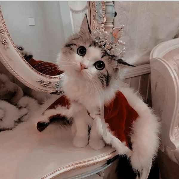 پس زمینه گربه