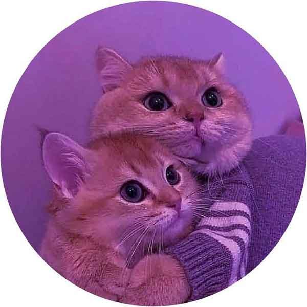  پس زمینه گربه