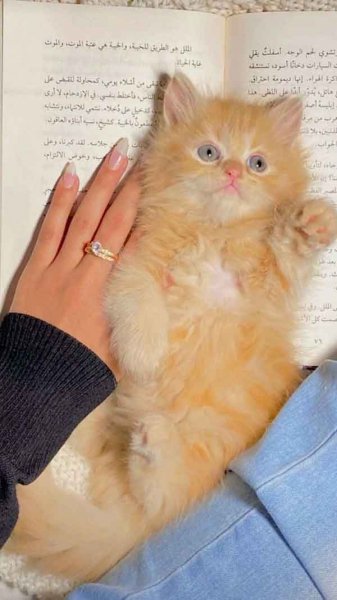  پس زمینه گربه