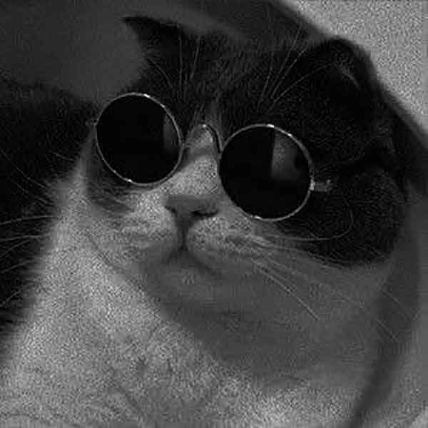  پس زمینه گربه