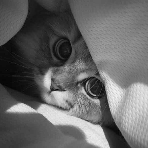  پس زمینه گربه