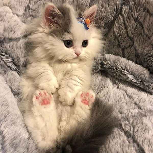  پس زمینه گربه