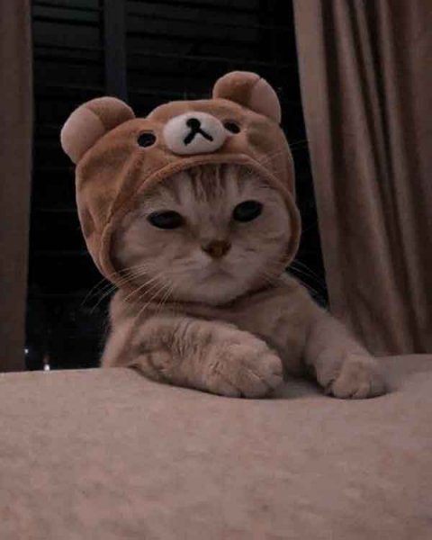  پس زمینه گربه