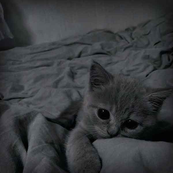  پس زمینه گربه