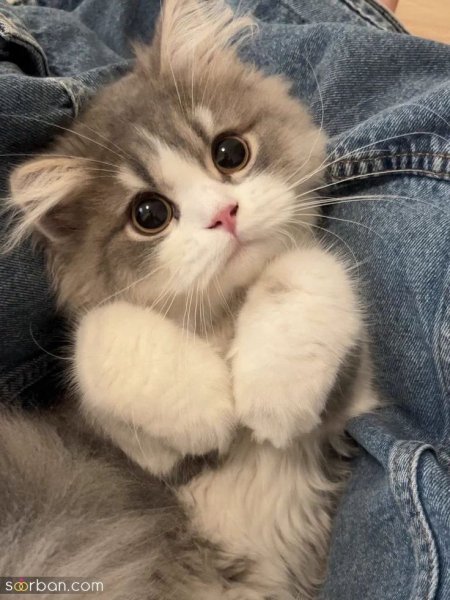  والپیپر گربه کارتونی