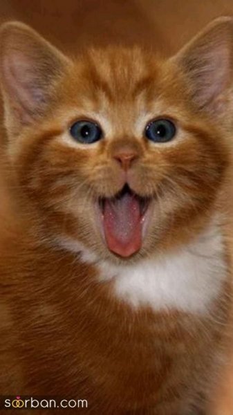  والپیپر گربه کارتونی