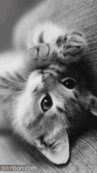  والپیپر گربه کارتونی