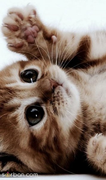  والپیپر گربه کارتونی