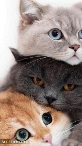  والپیپر گربه کارتونی