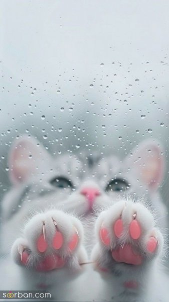  والپیپر گربه کارتونی