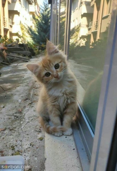  والپیپر گربه کارتونی