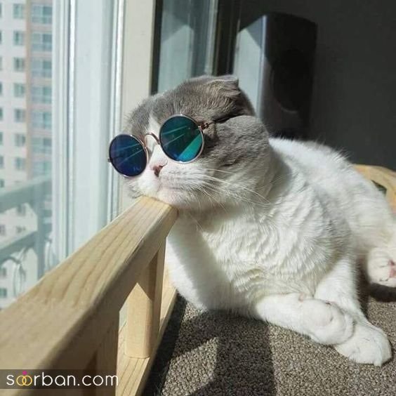 پس زمینه گربه گنگ