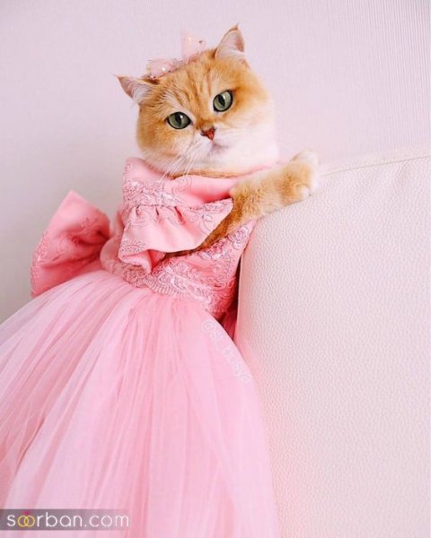  پس زمینه گربه گنگ