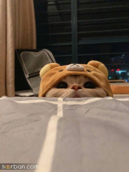  پس زمینه گربه گنگ