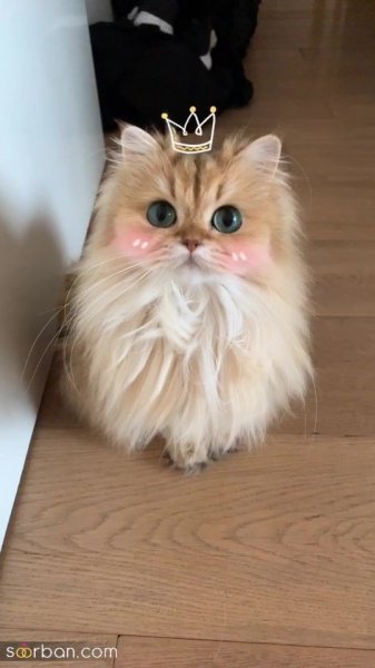  پس زمینه گربه گنگ