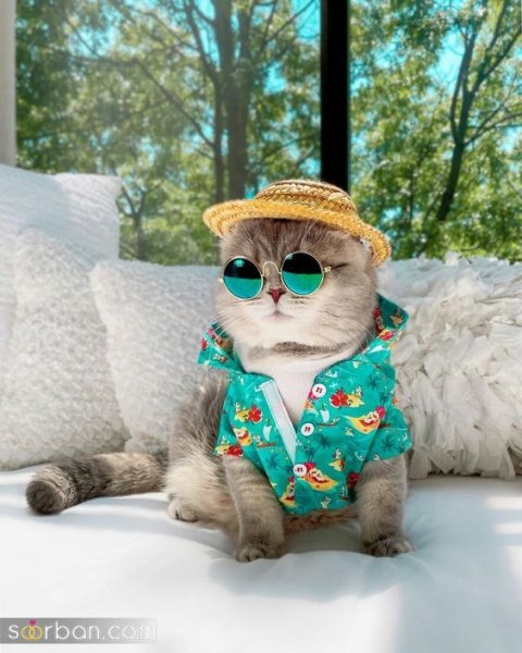  پس زمینه گربه گنگ