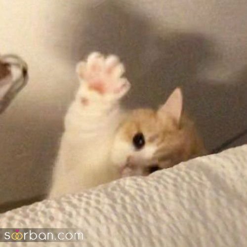  پس زمینه گربه گنگ