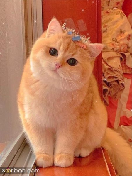  پس زمینه گربه گنگ