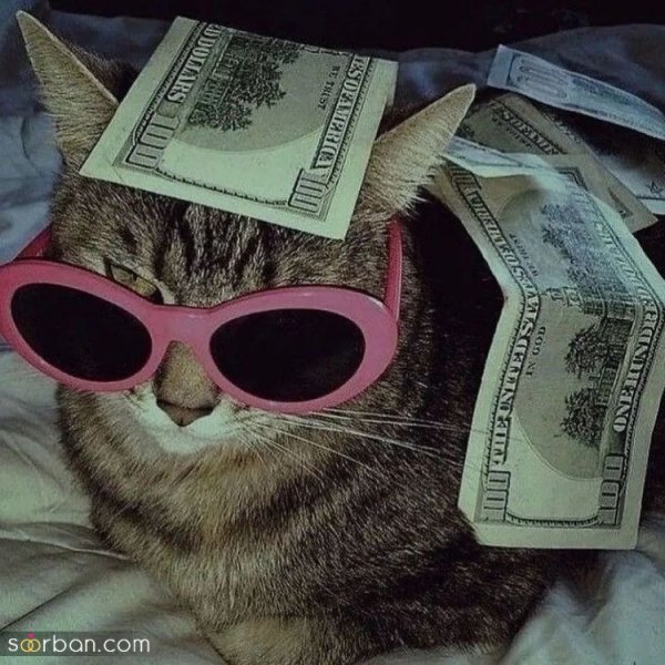  پس زمینه گربه گنگ