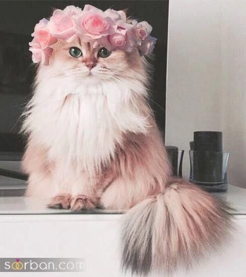  پس زمینه گربه گنگ