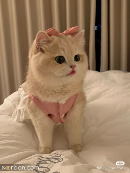  پس زمینه گربه گنگ