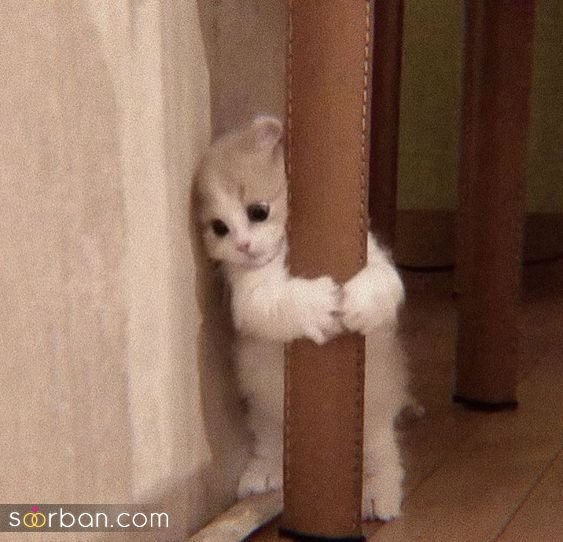  پس زمینه گربه گنگ