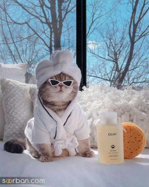  پس زمینه گربه گنگ