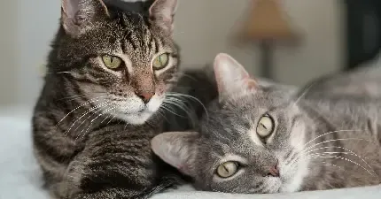  پس زمینه گربه آبی