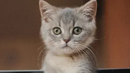  پس زمینه گربه آبی