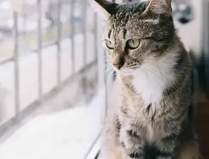  پس زمینه گربه آبی