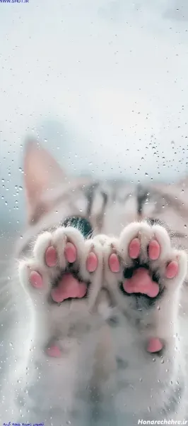 عکس گربه گوگولی