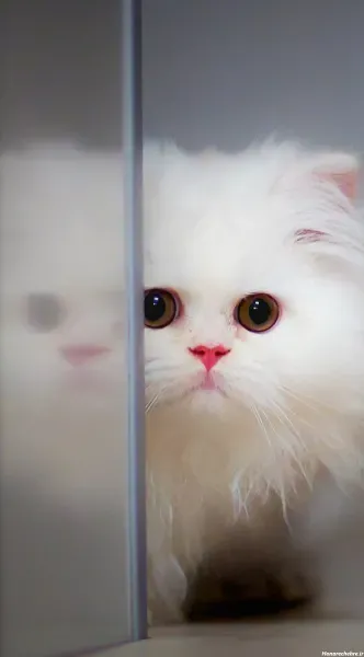 عکس گربه گوگولی