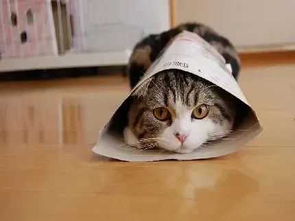 عکس گربه گوگولی برای پروفایل