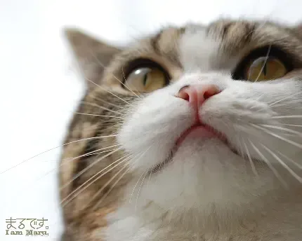 عکس گربه گوگولی برای پروفایل