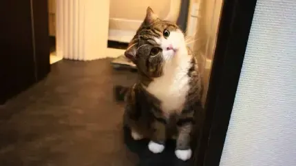 عکس گربه گوگولی برای پروفایل