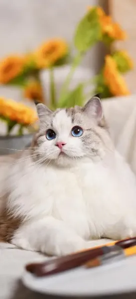  عکس پس زمینه گربه بامزه کیوت برای گوشی