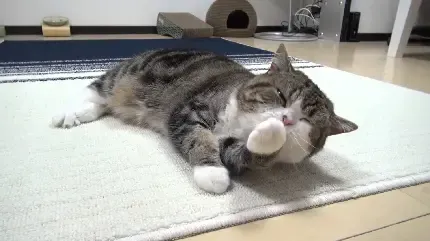  عکس پس زمینه گربه بامزه کیوت برای گوشی