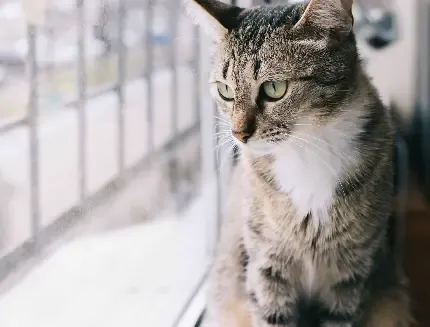  عکس پس زمینه گربه بامزه کیوت برای گوشی