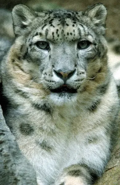  عکس پس زمینه گربه بامزه کیوت برای گوشی