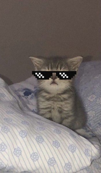  عکس پس زمینه گربه بامزه کوچولو