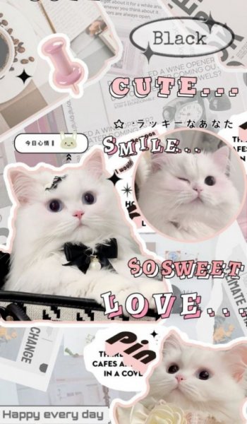  عکس پس زمینه گربه بامزه کوچولو