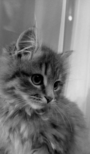 عکس گربه برای تصویر زمینه دخترانه