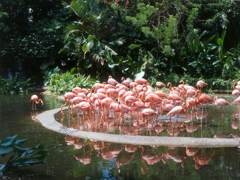  عکس کشور سنگاپور