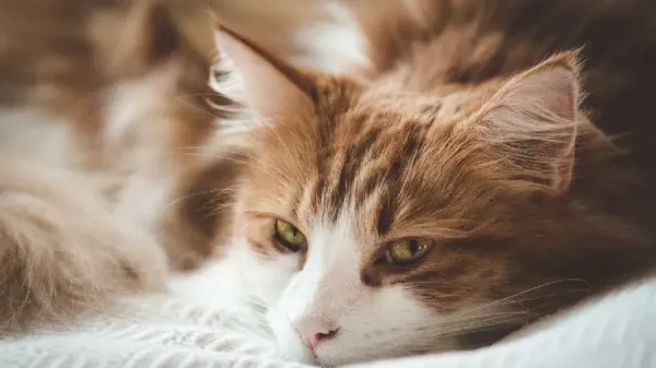  عکس گربه نارنجی ناز برای پروفایل