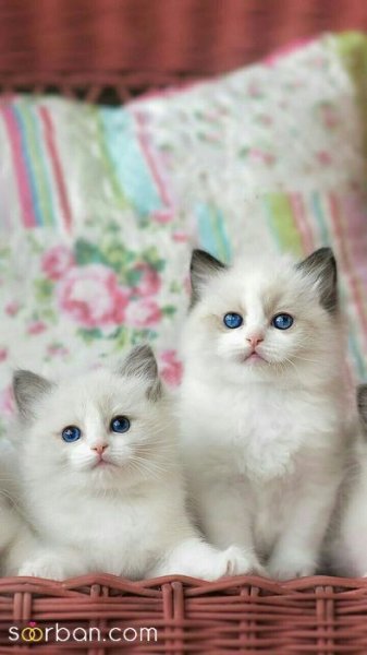 عکس گربه کیوت فانتزی