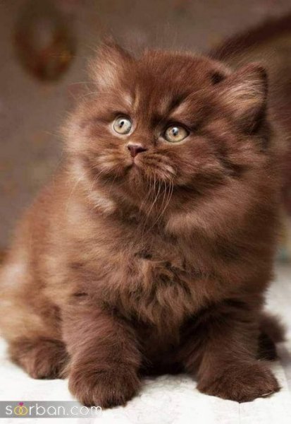 عکس گربه کیوت فانتزی